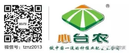 果實接近成熟，警惕柑橘表面各種油胞病